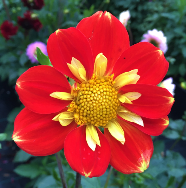Dahlia Pooh Island